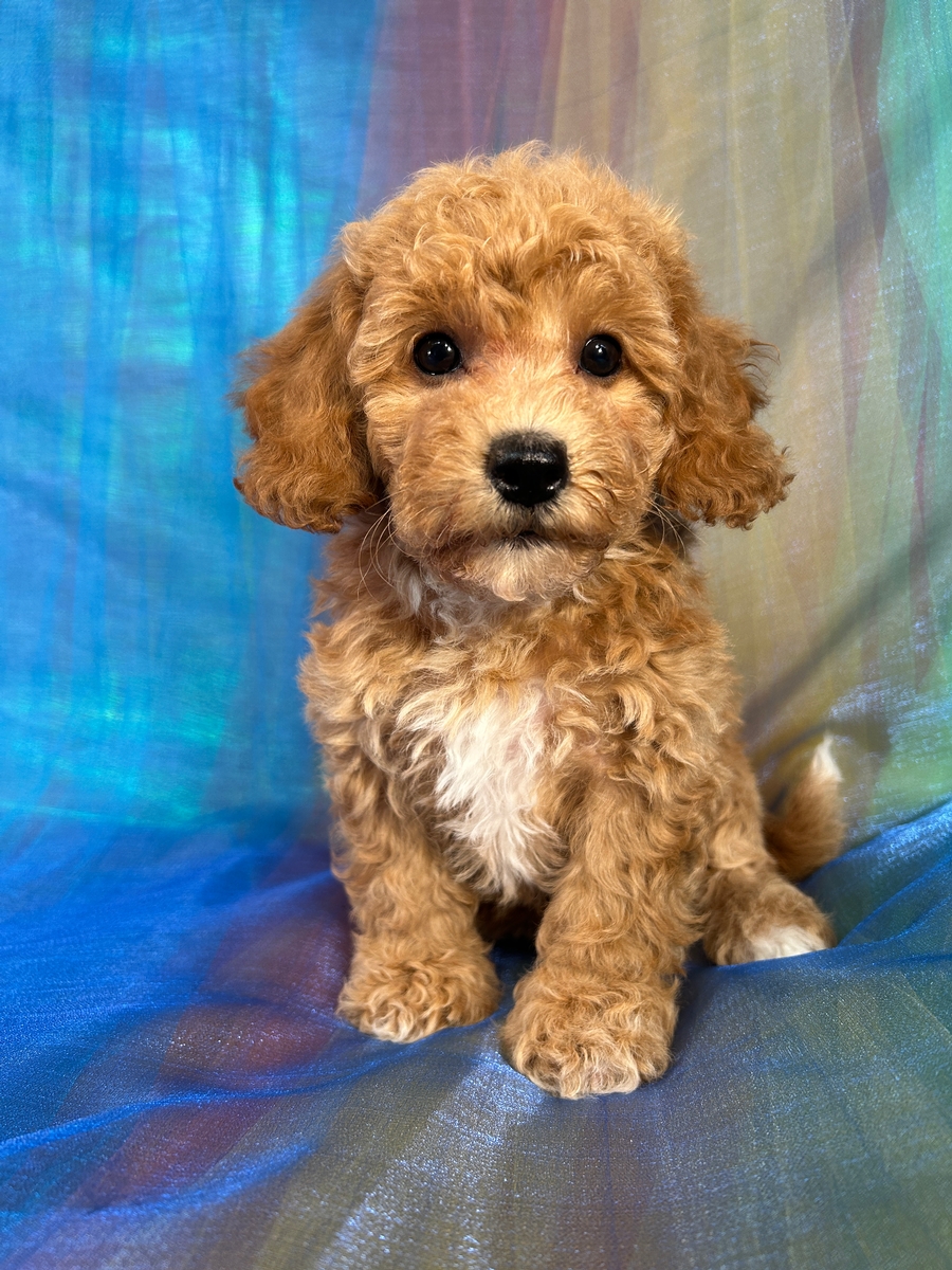 Female Bichon Poodle Puppy for Sale DOB 5-9-2025 $950